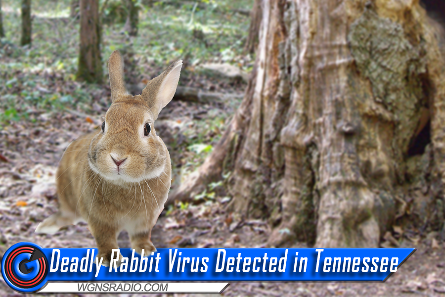In Tennessee, eastern cottontails (shown in photo), Appalachian cottontails, and swamp rabbits are susceptible to rabbit hemorrhagic disease virus type 2 (RHDV2). Image courtesy TWRA.