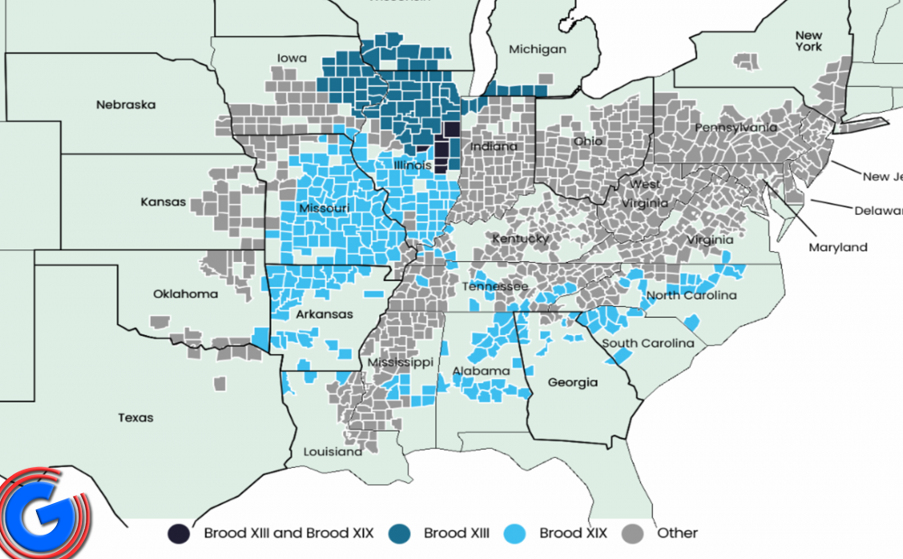 2024 Cicada Map Shows 14 of Tennessee Counties Affected, 9th Most in U