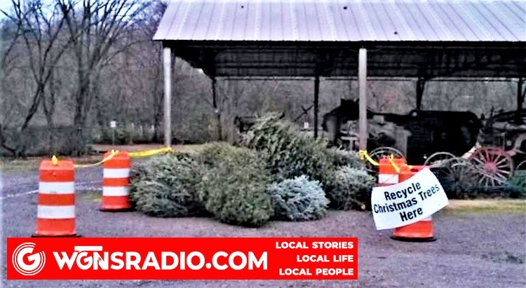 Recycle Your LIVING Christmas Tree - Vimarsana News